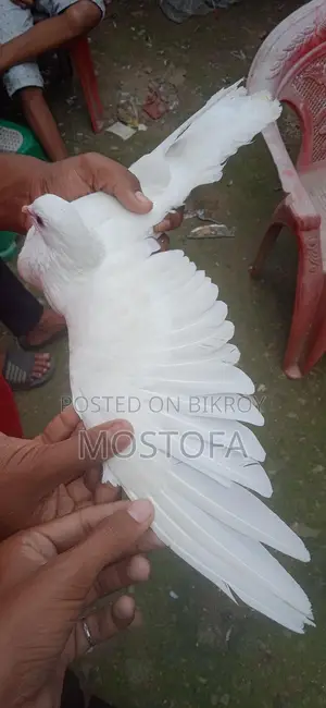 একটা মায়া কবুতার বিক্রি হবে