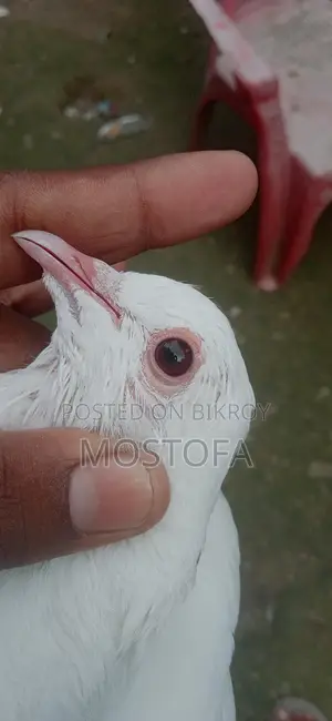 একটা মায়া কবুতার বিক্রি হবে