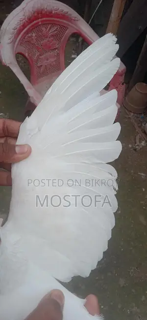 একটা মায়া কবুতার বিক্রি হবে