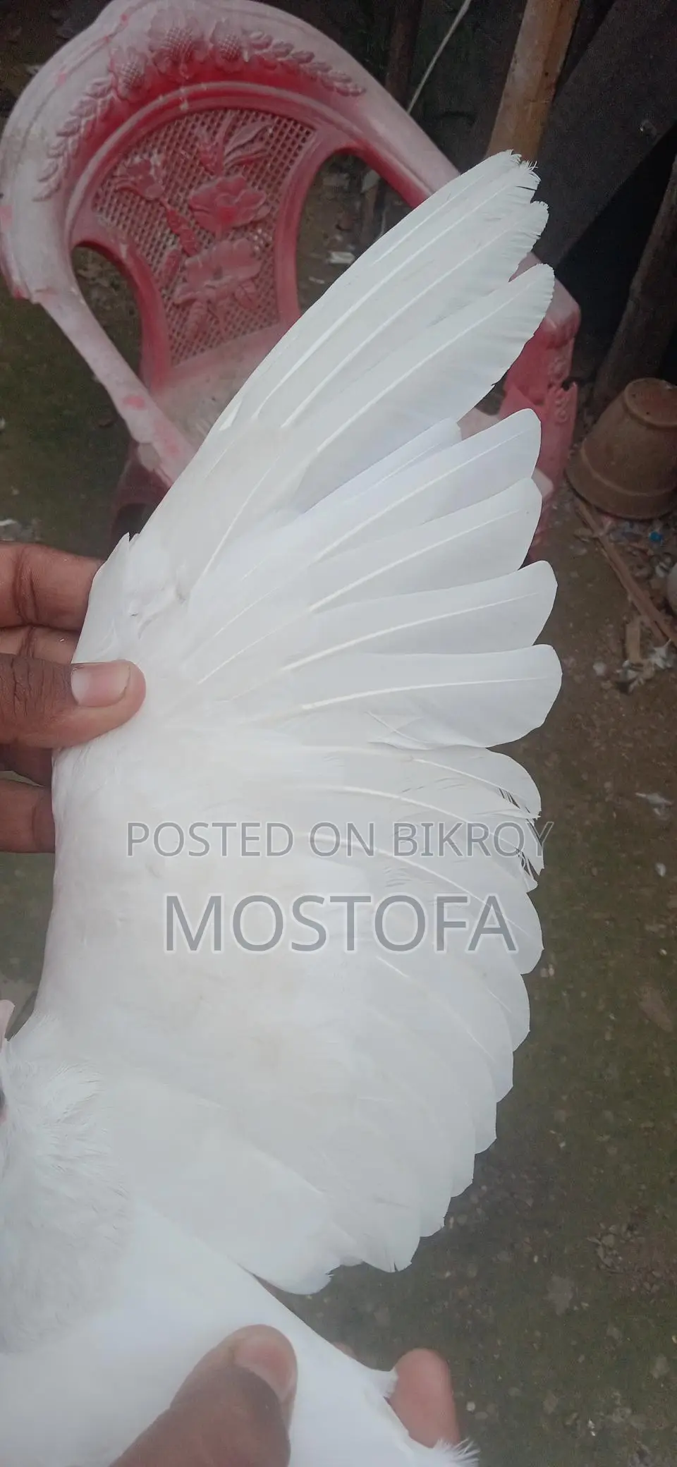 একটা মায়া কবুতার বিক্রি হবে