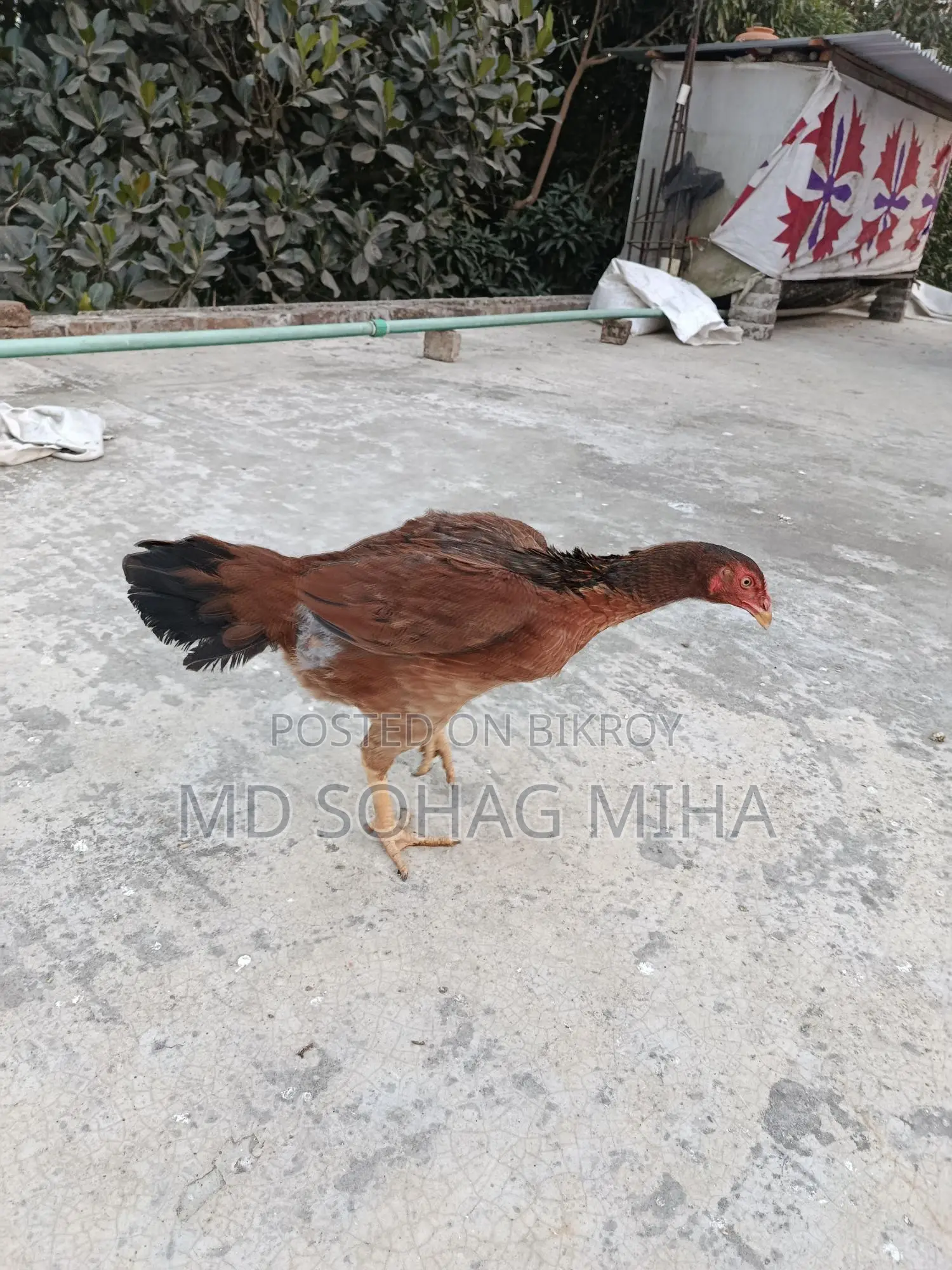 ফাইটার মুরগি