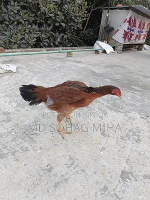 ফাইটার মুরগি