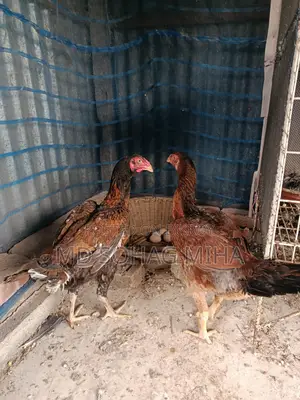 ফাইটার মুরগি
