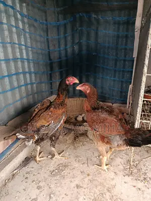 ফাইটার মুরগি