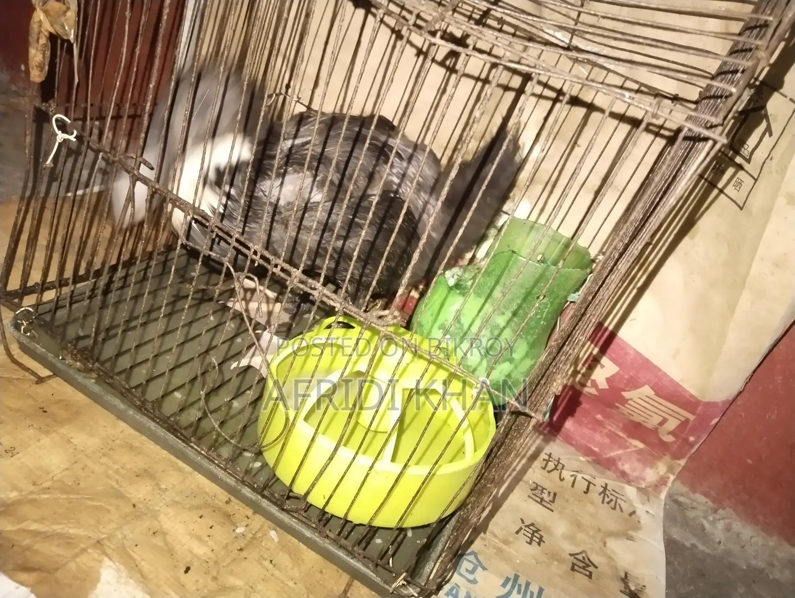 Ducks for Sale