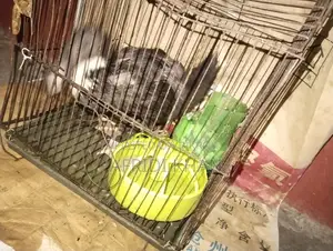 হাঁস বিক্রি করা হবে
