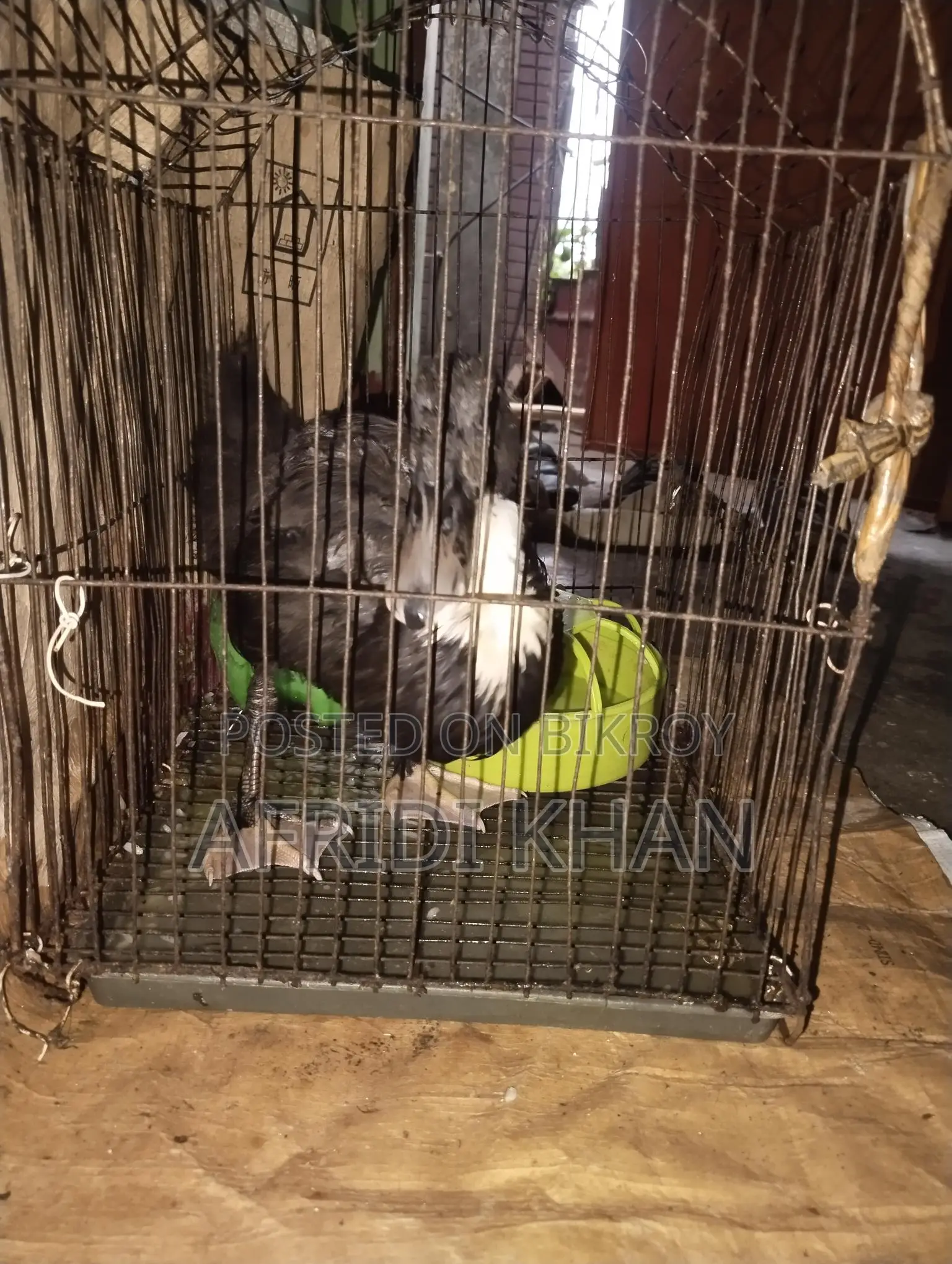 Ducks for Sale