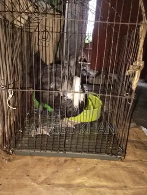 Ducks for Sale