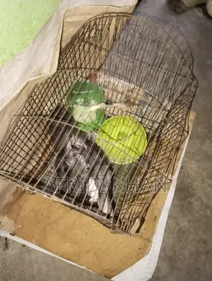 Ducks for Sale