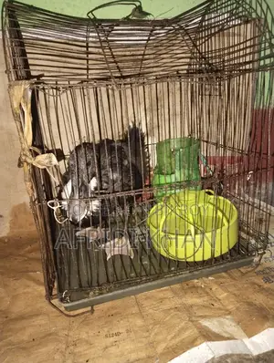 Ducks for Sale