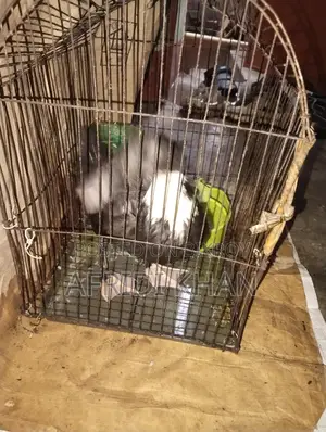 Ducks for Sale
