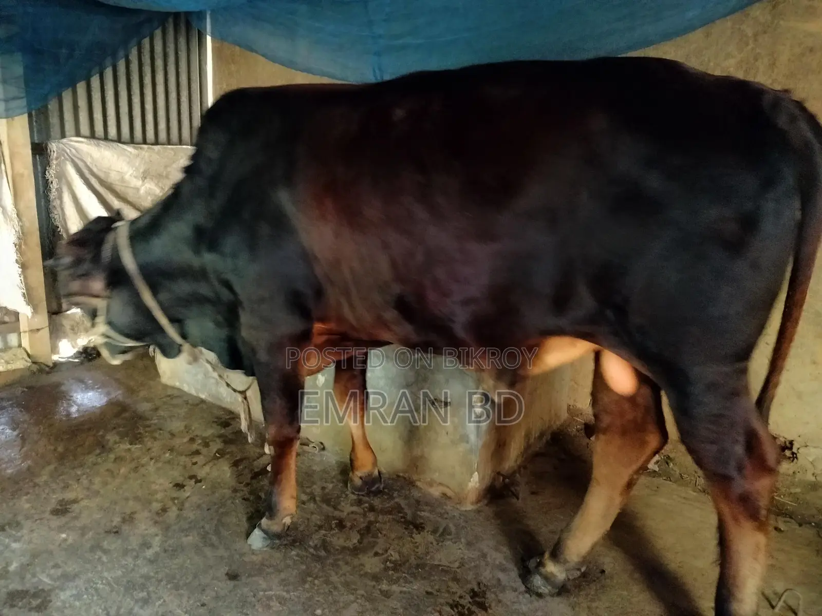 Healthy and Well-Nurtured 19-Month-Old Sahiwal Bull Calf (4 Mon+ Estimated Meat)