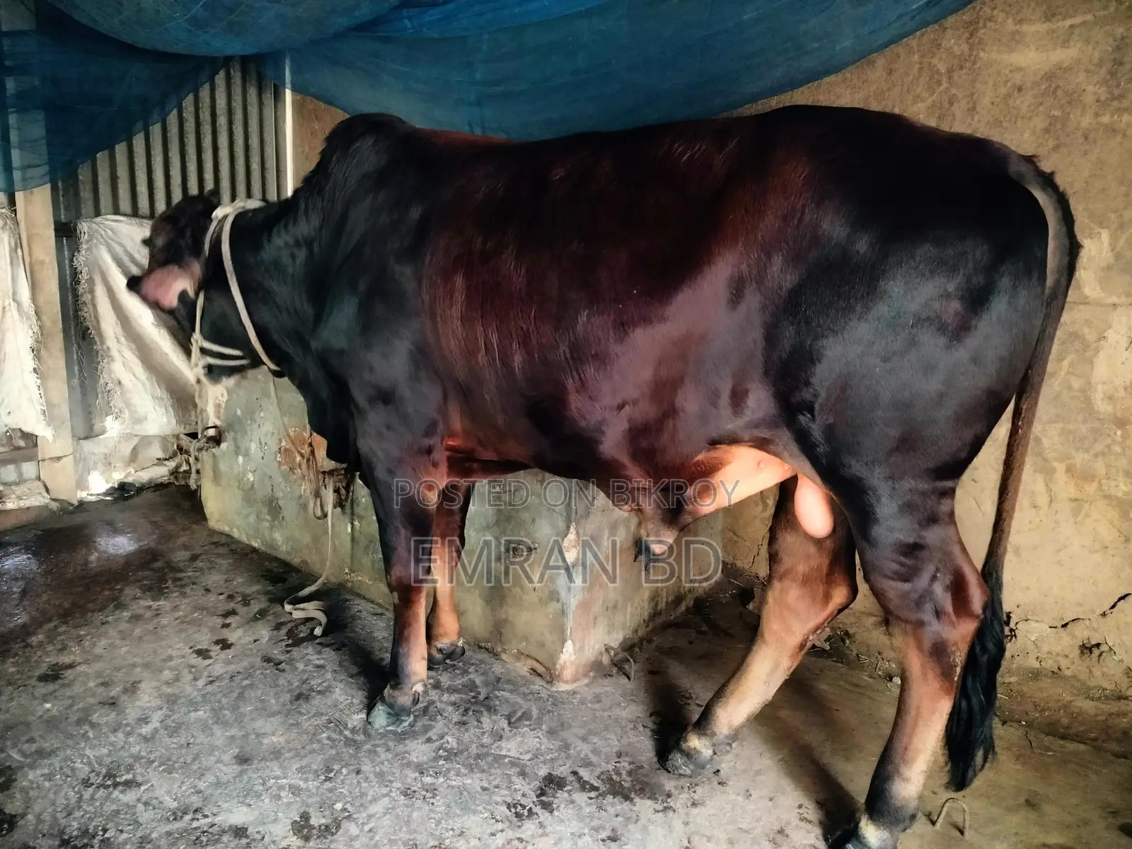 Healthy and Well-Nurtured 19-Month-Old Sahiwal Bull Calf (4 Mon+ Estimated Meat)
