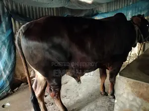 Healthy and Well-Nurtured 19-Month-Old Sahiwal Bull Calf (4 Mon+ Estimated Meat)