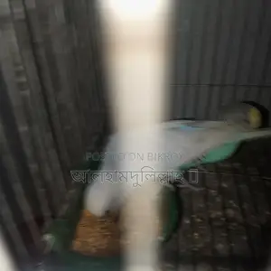 বাজিগার পাখি