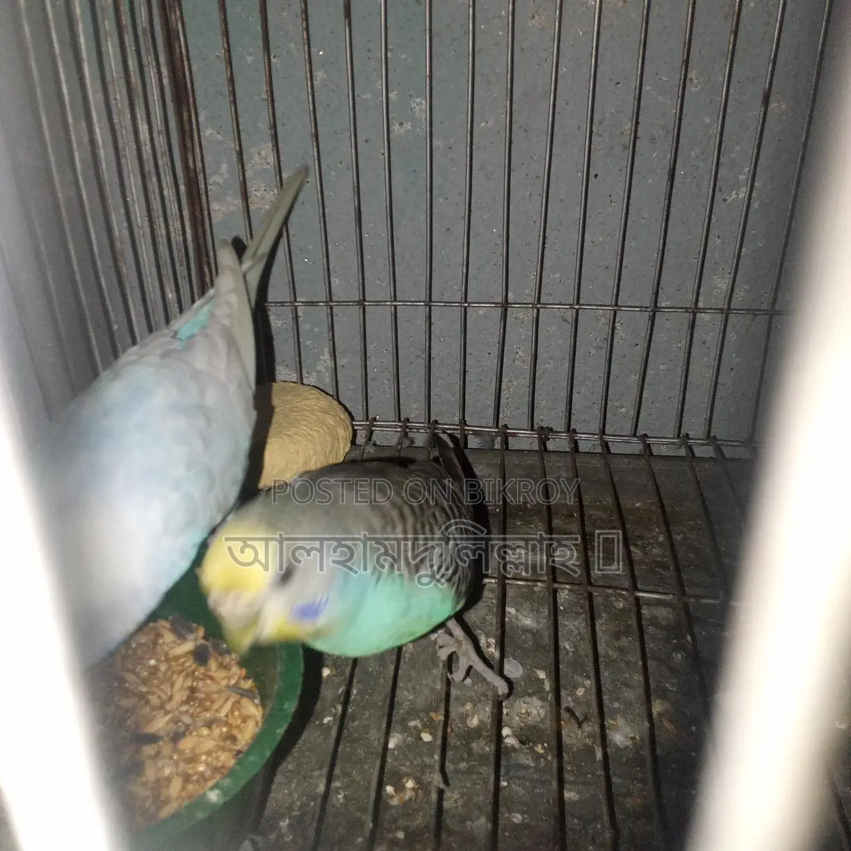 বাজিগার পাখি