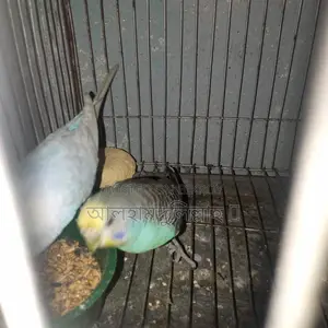 বাজিগার পাখি