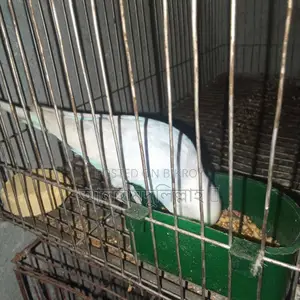 বাজিগার পাখি