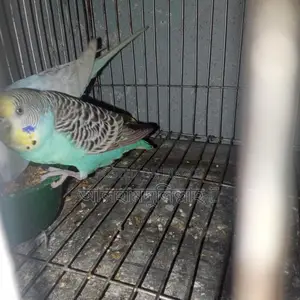 বাজিগার পাখি