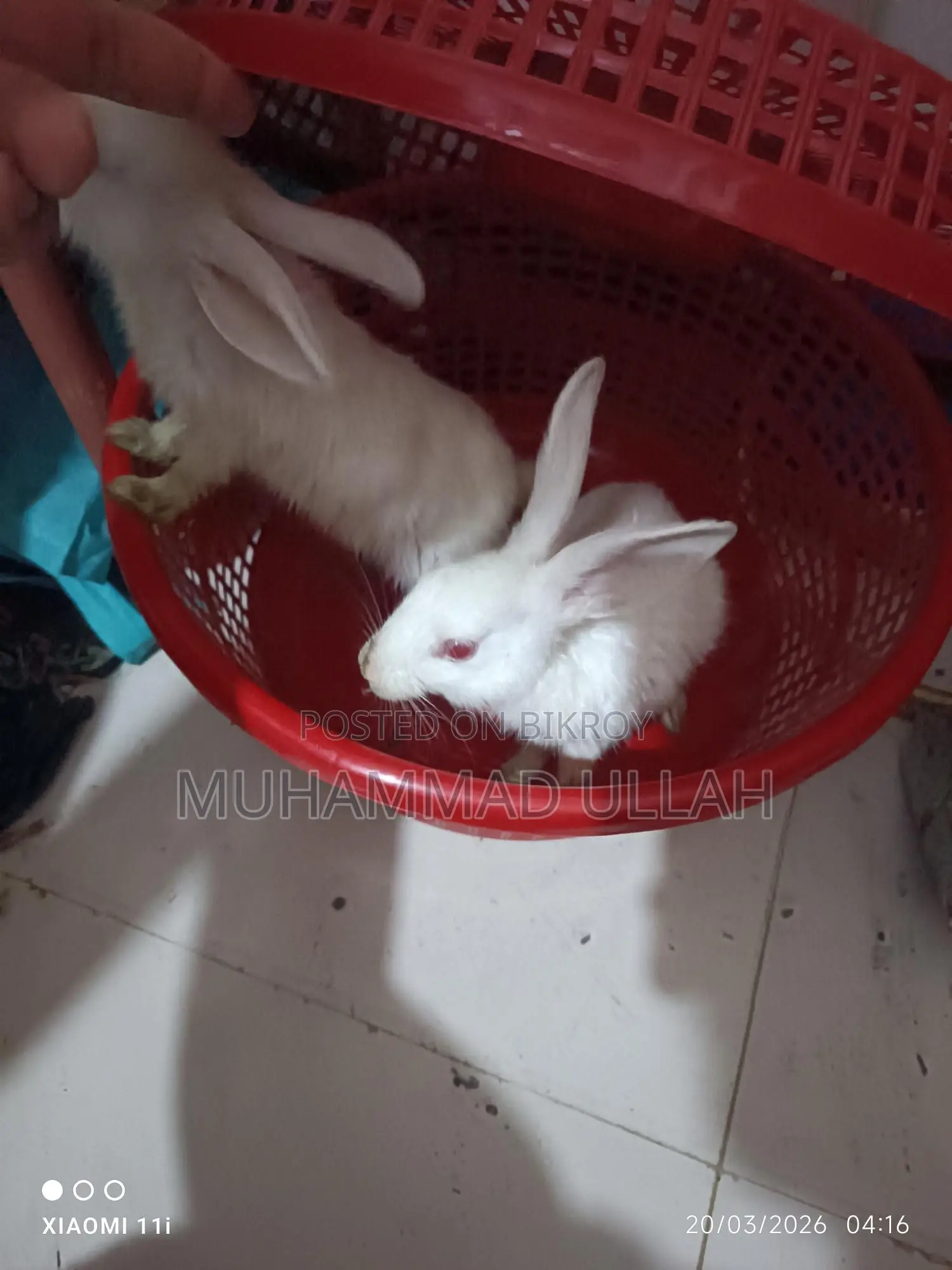 Urgent Sale: Rabbit