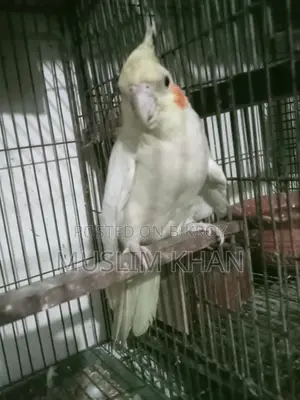হোকাটেল পাখি