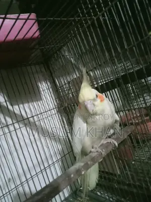 হোকাটেল পাখি