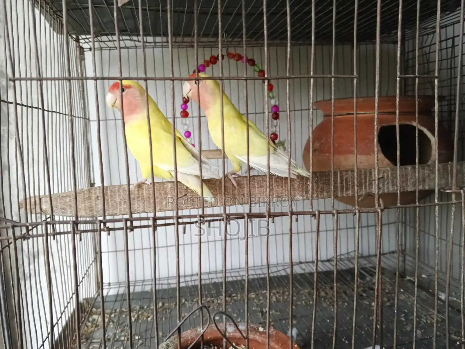 Love Bird