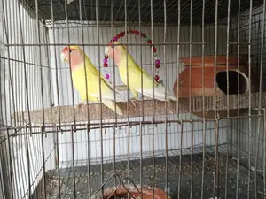 Love Bird