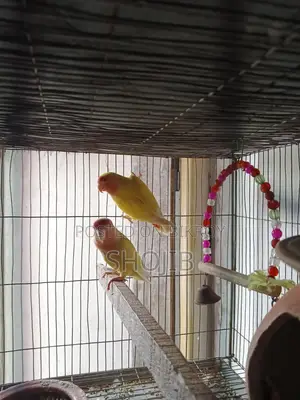 Love Bird
