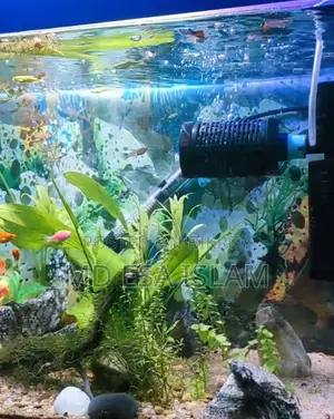 ২ ফিট অ্যাকুরিয়াম ৭০ লিটার ফুল সেটআপ