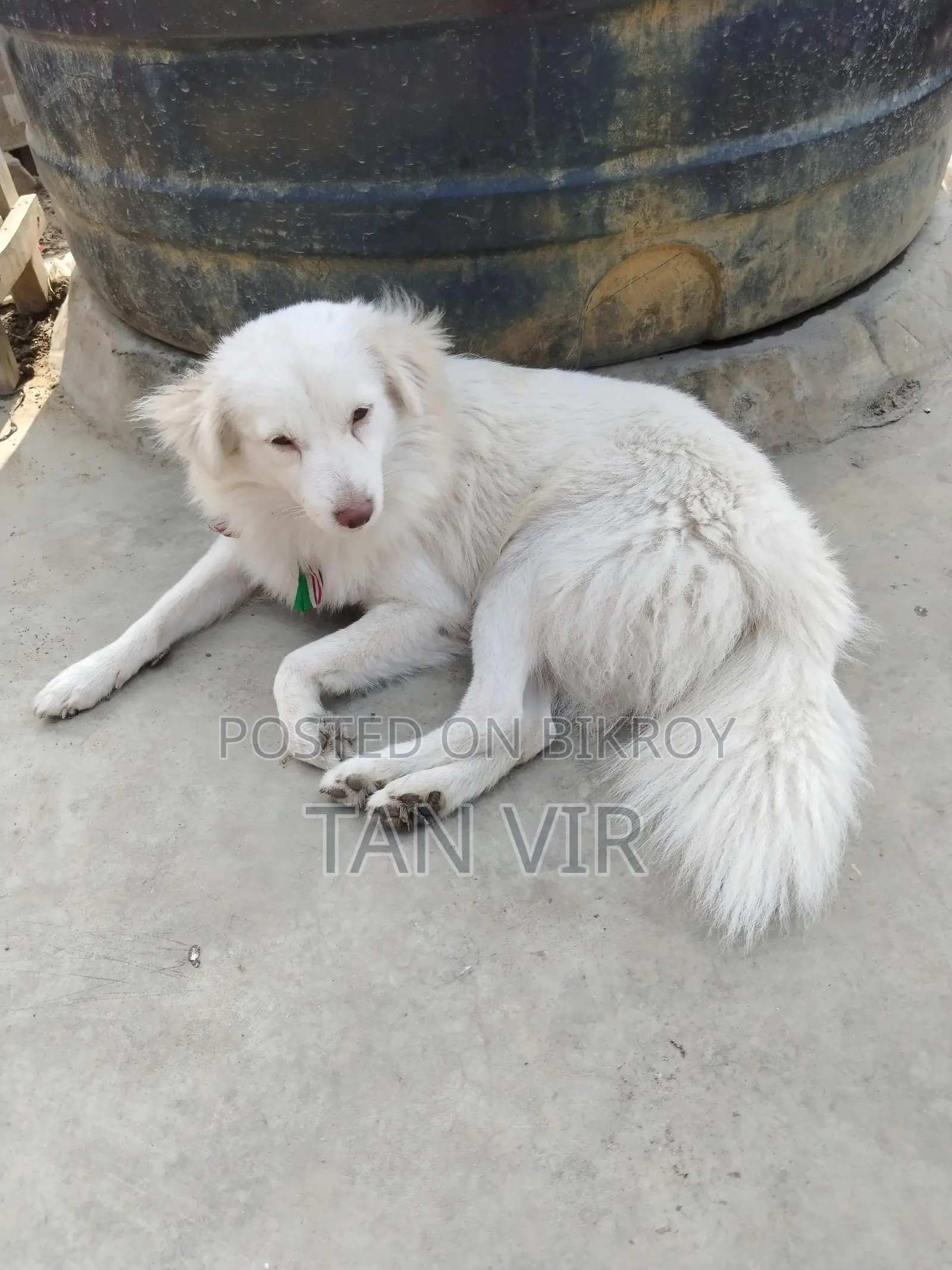 Foreign Breed Dog