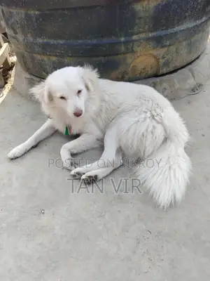 Foreign Breed Dog