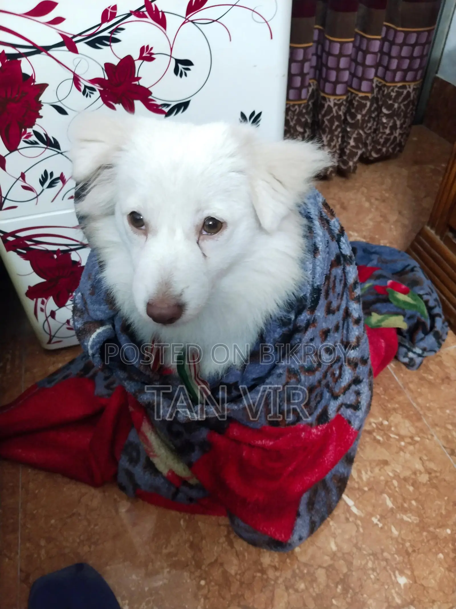 Foreign Breed Dog