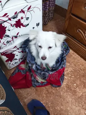 Foreign Breed Dog