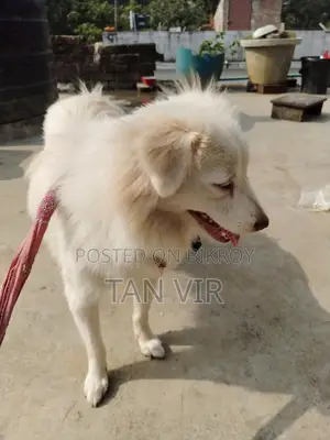 Foreign Breed Dog