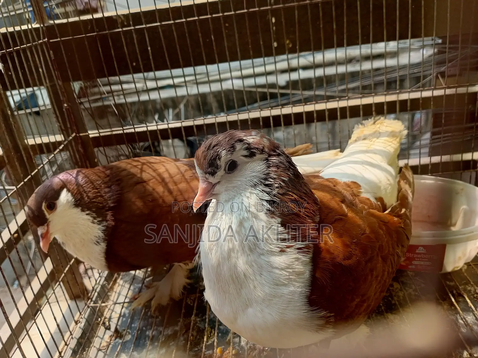 Shiraji Pigeon