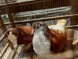 Shiraji Pigeon