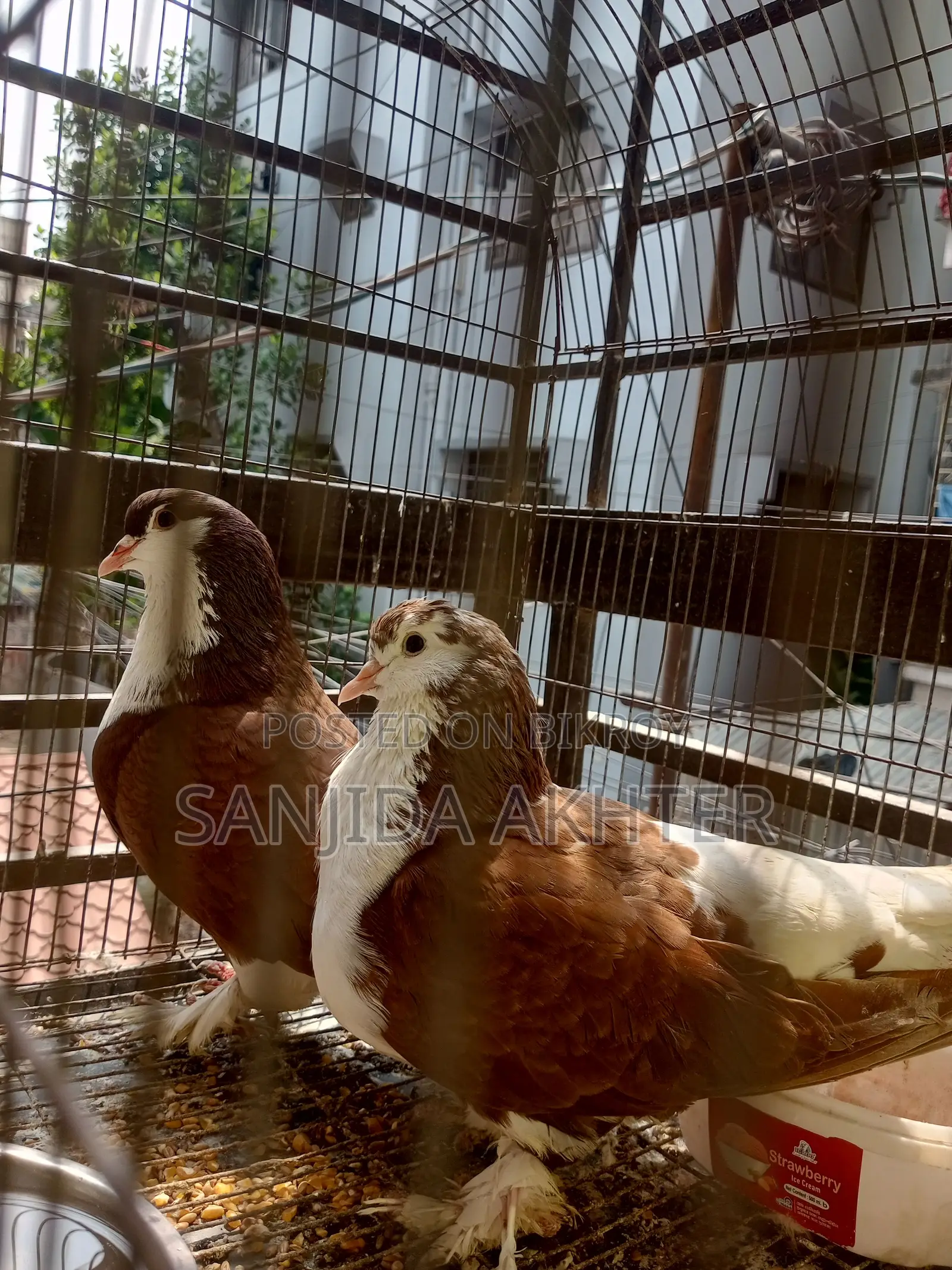 Shiraji Pigeon