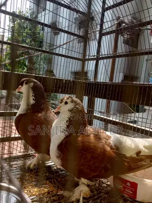 Shiraji Pigeon