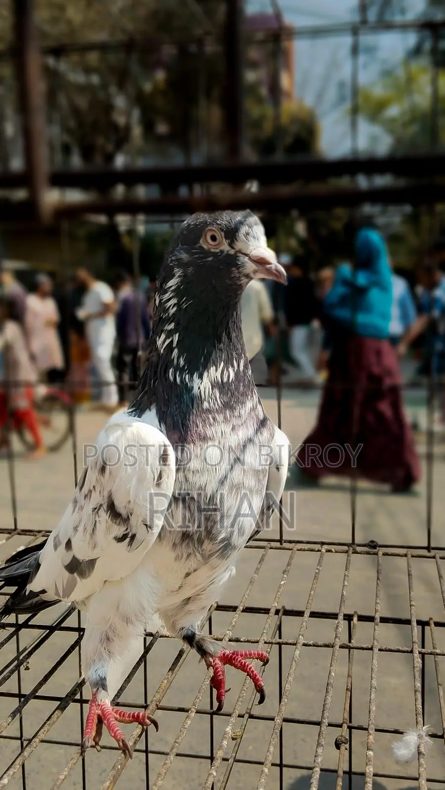 রানিং টেডি বিক্রির জন্য