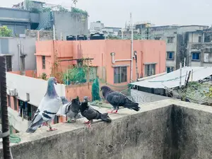 Brpfc ক্লাবের নিউ অ্যাডাল্ট ব্ল্যাক রেসার বিক্রি হবে।