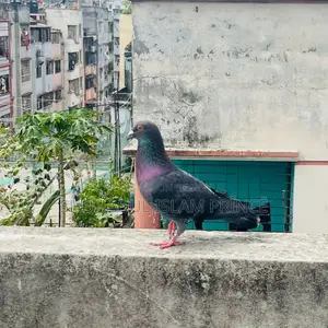 Brpfc ক্লাবের নিউ অ্যাডাল্ট ব্ল্যাক রেসার বিক্রি হবে।