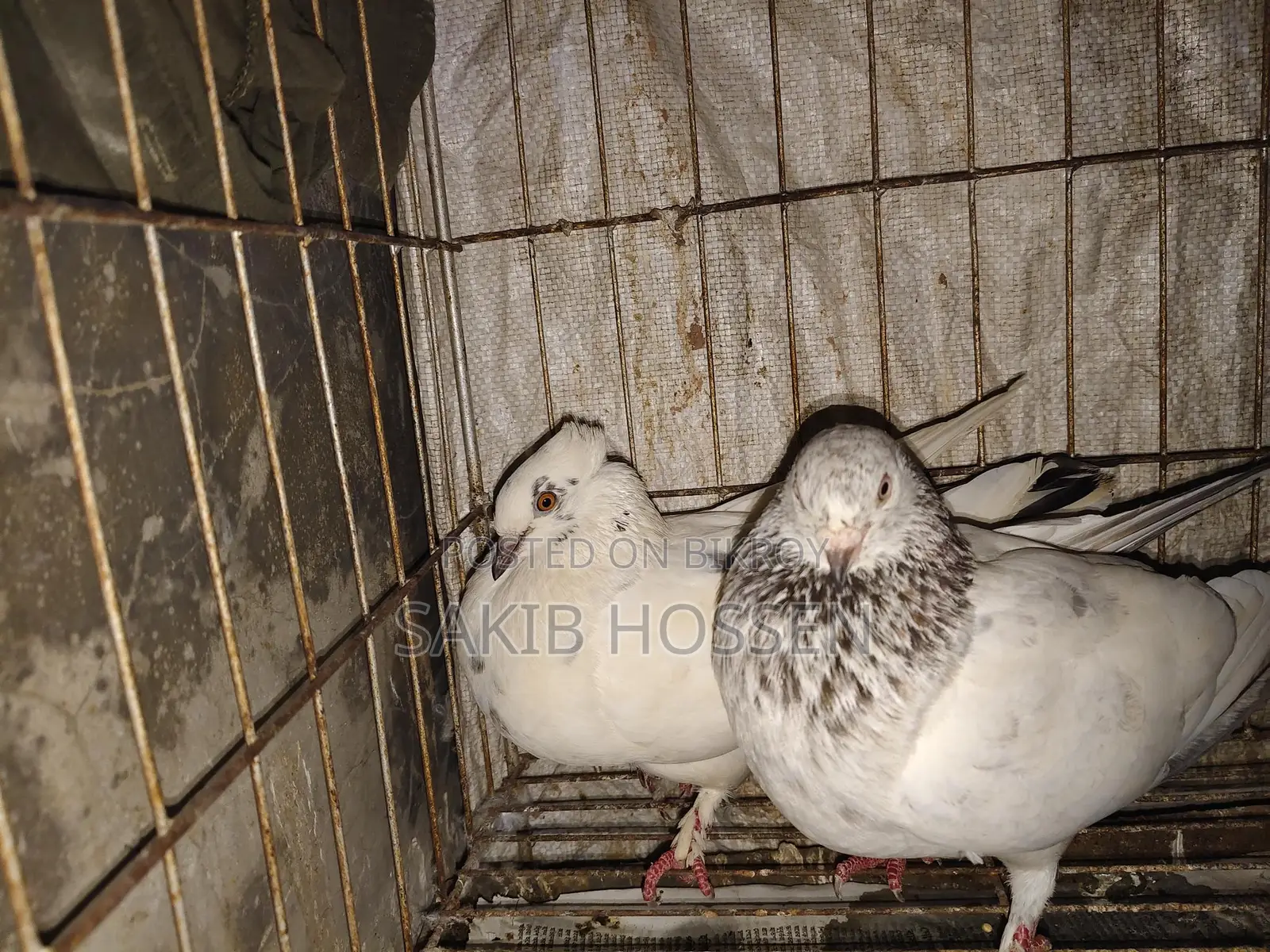 Pigeons for sale