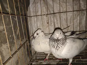 Pigeons for sale