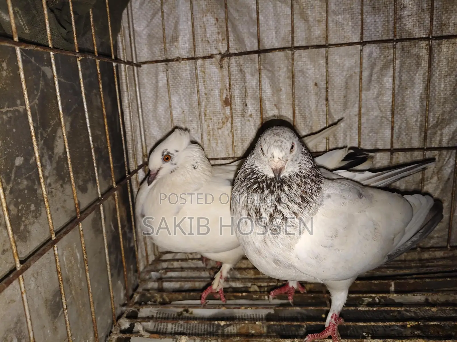 Pigeons for sale