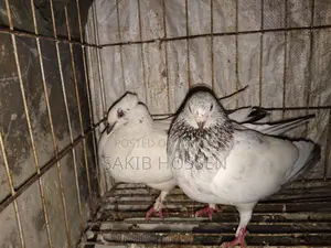Pigeons for sale