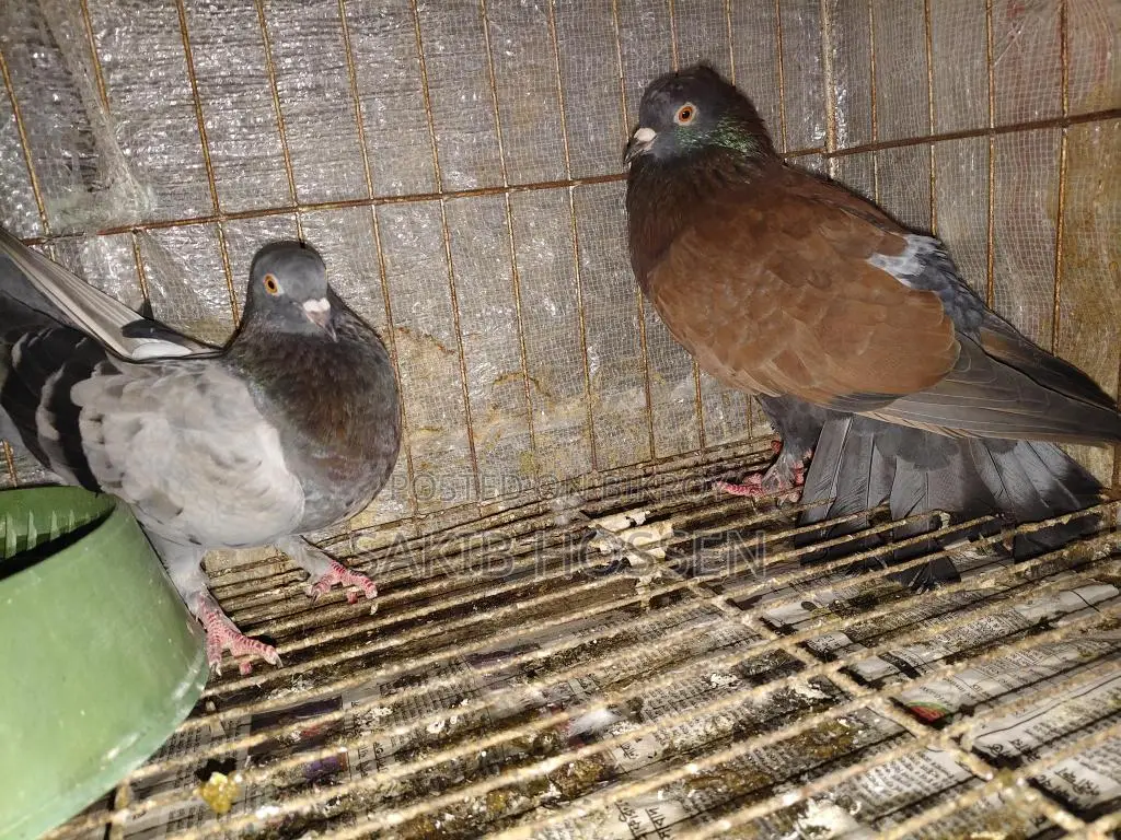 Pigeons for sale