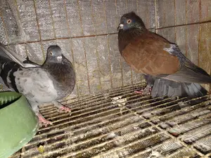 Pigeons for sale