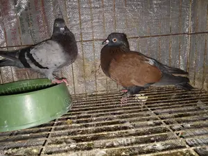 Pigeons for sale
