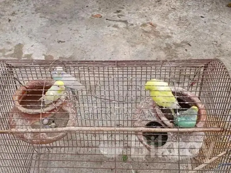 বাজরিকার পাখি খাঁচা সহ
